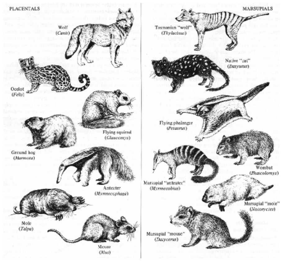 Marsupial and Placental Mammals