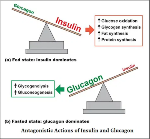 The fluctuation of insulin and glucagon in human physiology