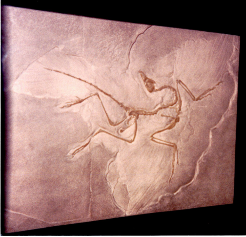 Archaeopteryx fossil (NCMNS)