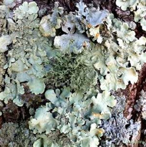 plants fungi between animals symbiotic relationship example interactions designed tasc lichen commensal lichens figure