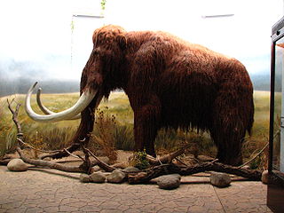 Mammoth - lateral view