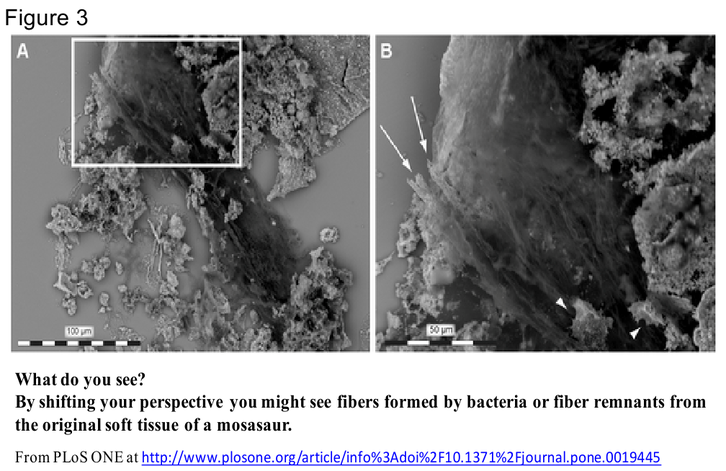 Fig 3 - fibers