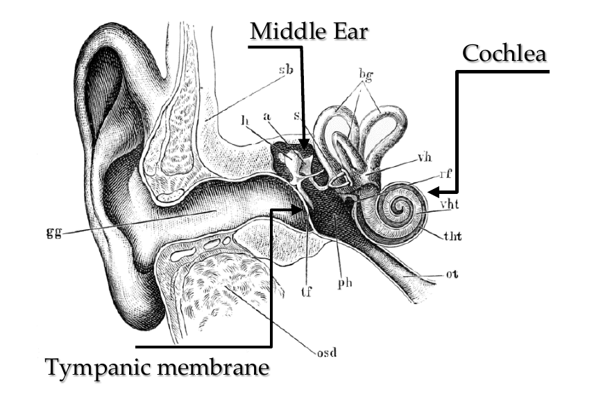 External Ear