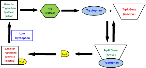 Regulation of Tryptophan Synthesis