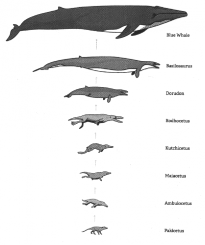 Figure 2 Alleged evolutionary whale series