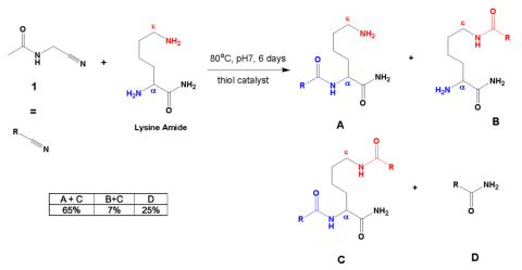 Reaction of an acetylated a aminonitrile with the amide of lysine
