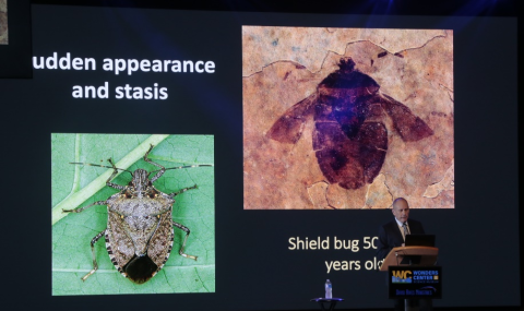 Living and Fossil Shield Bugs. The wings of the living insect are lying flat on its sides.