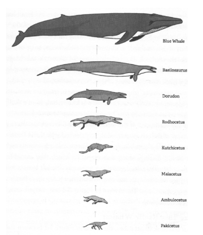 Alleged evolutionary whale series