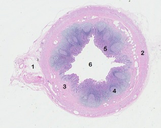 fig 4 cross section appendix