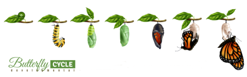 Butterfly development cycle